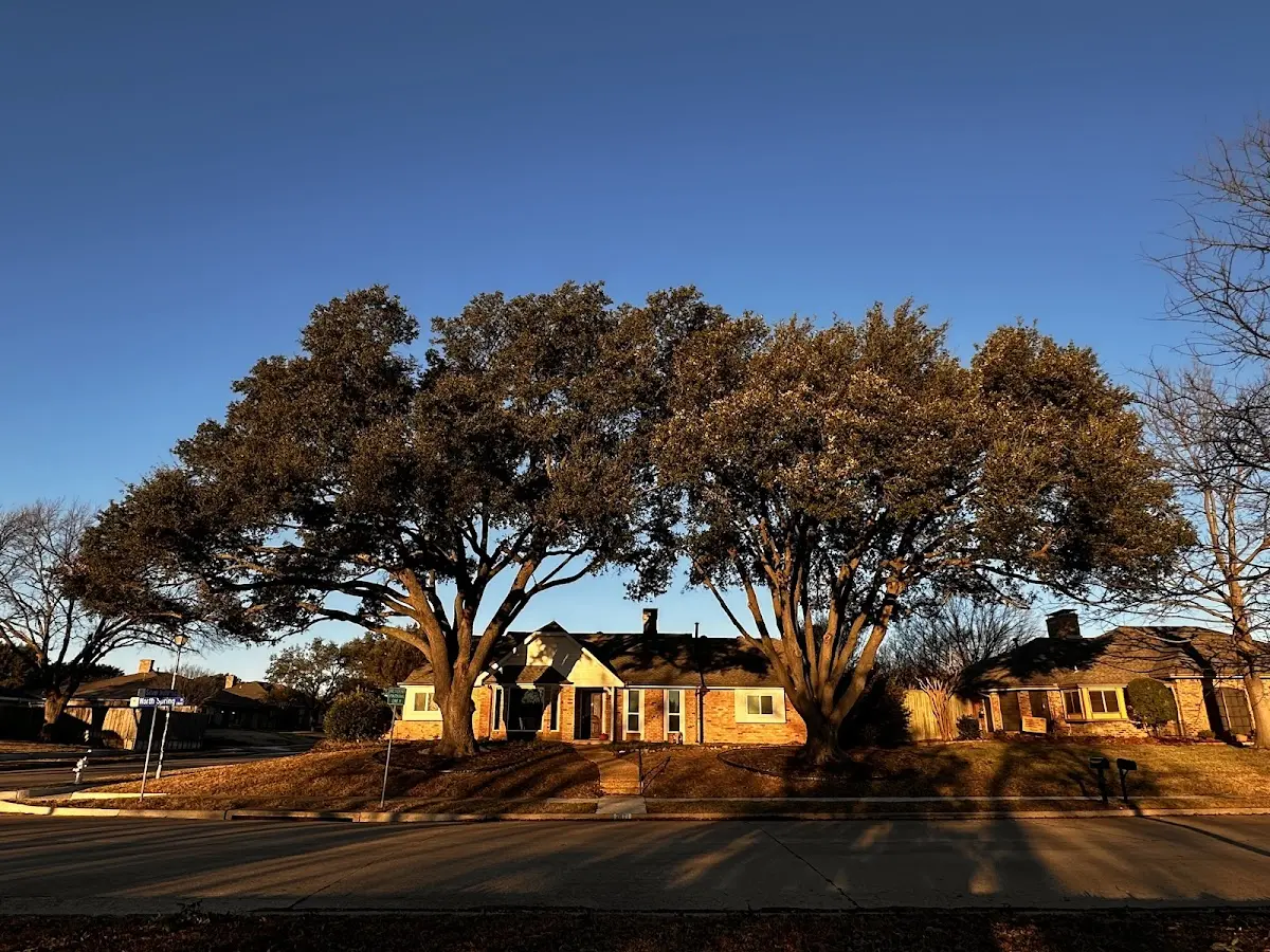 Established residential canopy tree shading a home in Newville